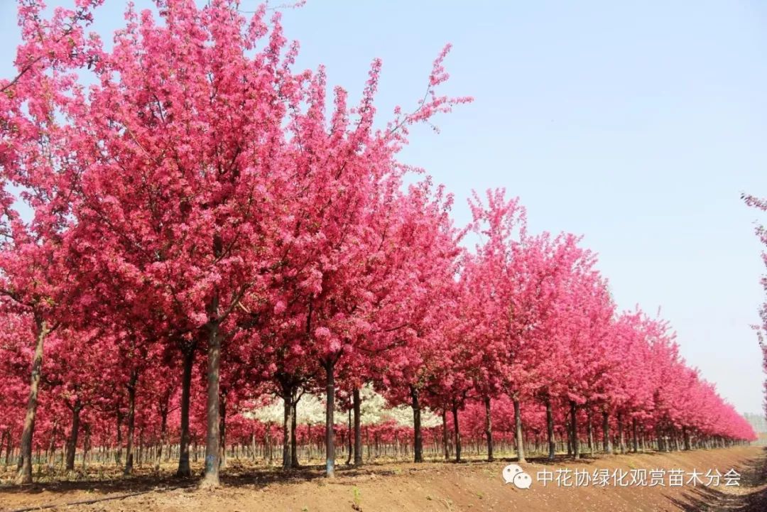 納沙海棠最新動態(tài)，揭示未來無限可能的發(fā)展前景