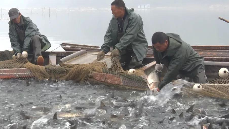 好多魚下載，全新海洋探索體驗