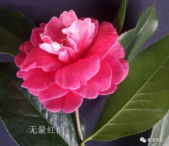 最新品種茶花的魅力與種植技術(shù)揭秘