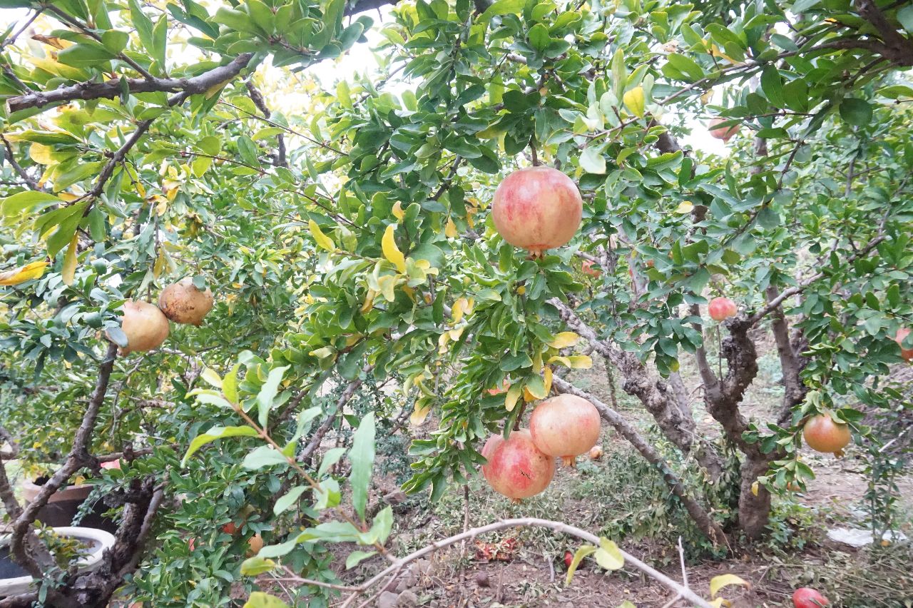 草榴最新地址探索與發(fā)現(xiàn)之旅