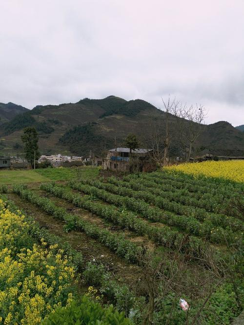 群隆村最新天氣預報概覽