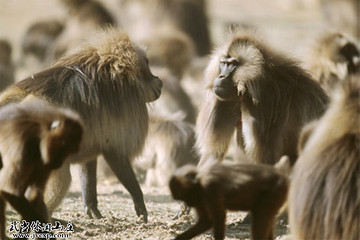 動物最新圖片，探索自然界的奇妙世界探索